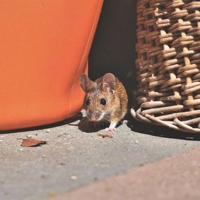 How to control rodents