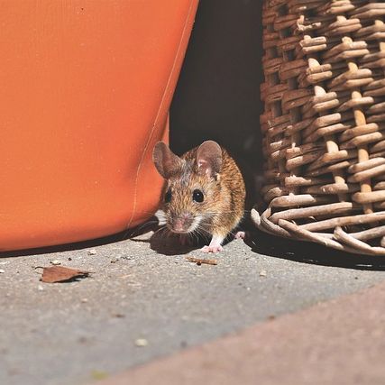 Rodent treatment in York by Bitebackpestcontrol.net