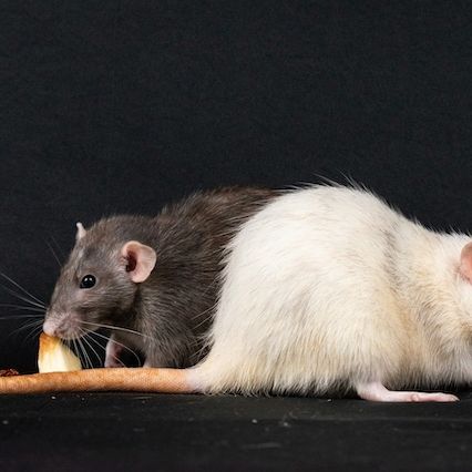 Picture of a rat and advice from Bitebackpestcontrol.net