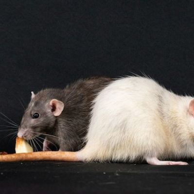 What to do if you see a rat