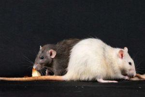 What to do if you see a rat