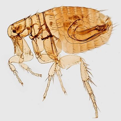 Picture of a flea and advice from Bitebackpestcontrol.net