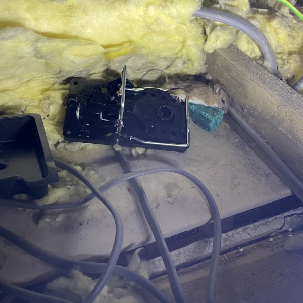 Dead mouse in trap