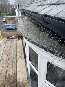 Bird Proofing Bay Window