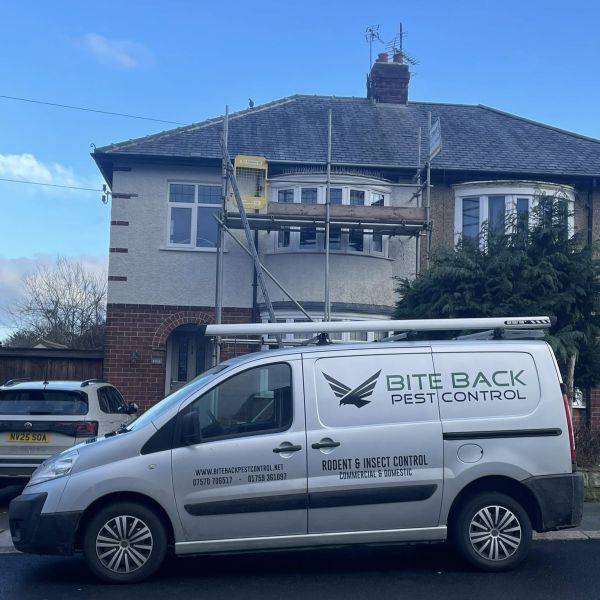 Bird proofing in Darlington 2