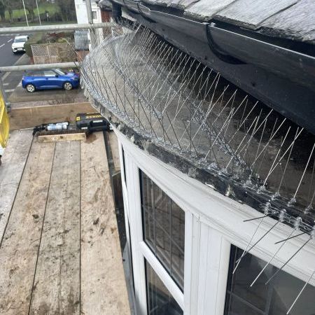 Bird proofing in Darlington 1