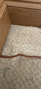 Damage from carpet beetles 