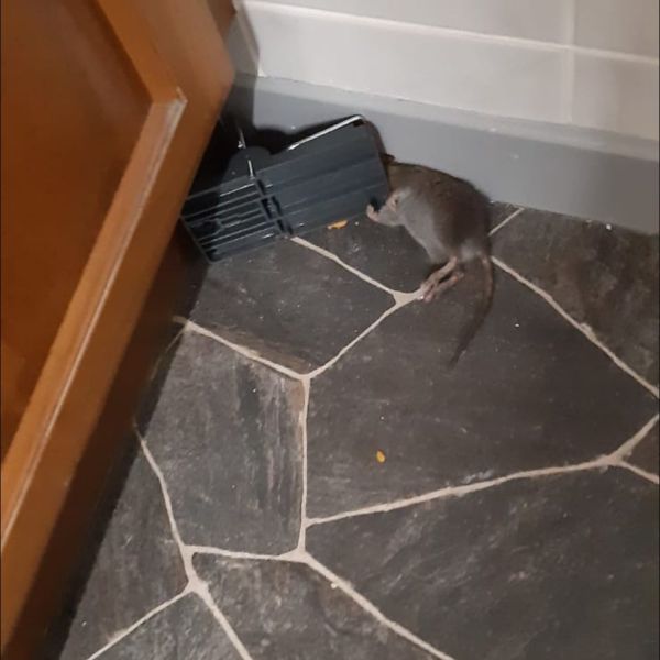 Rat catching
