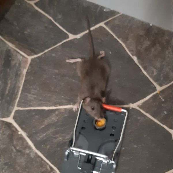 Rat trapped 