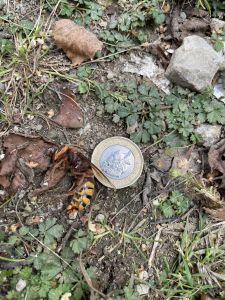 European Hornet in York 