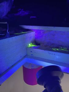 Exterminating mice using tracking dust