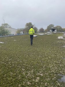 Soil Moss removal to help with flies