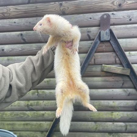 The ferret - a specialist rat catcher
