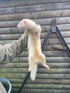 Rodent hunting with ferrets