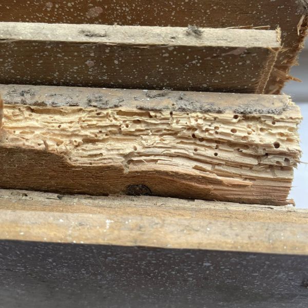 Woodworm Treatment - Image 1