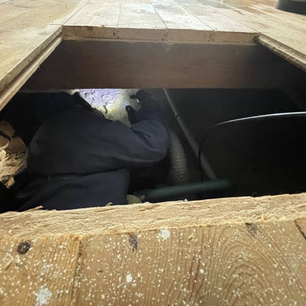 Woodworm Treatment - Image 2