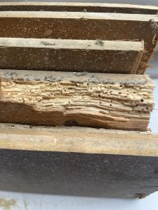Woodworm Infestation 