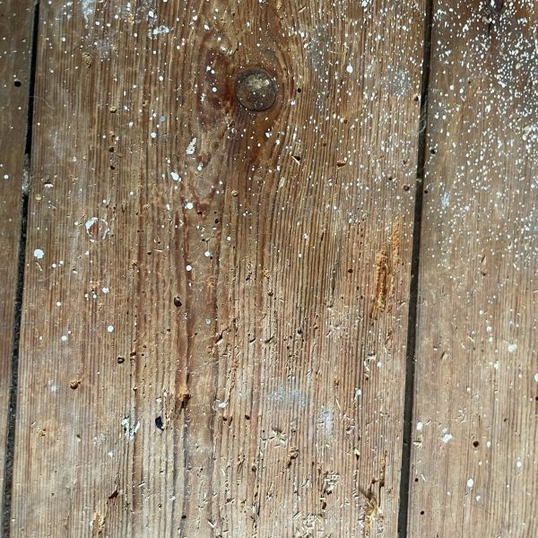 Woodworm Infestation 