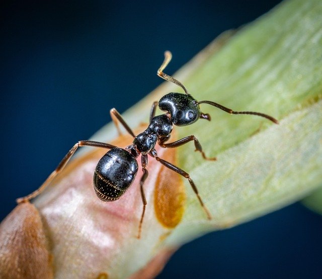 Pest Control - Ants