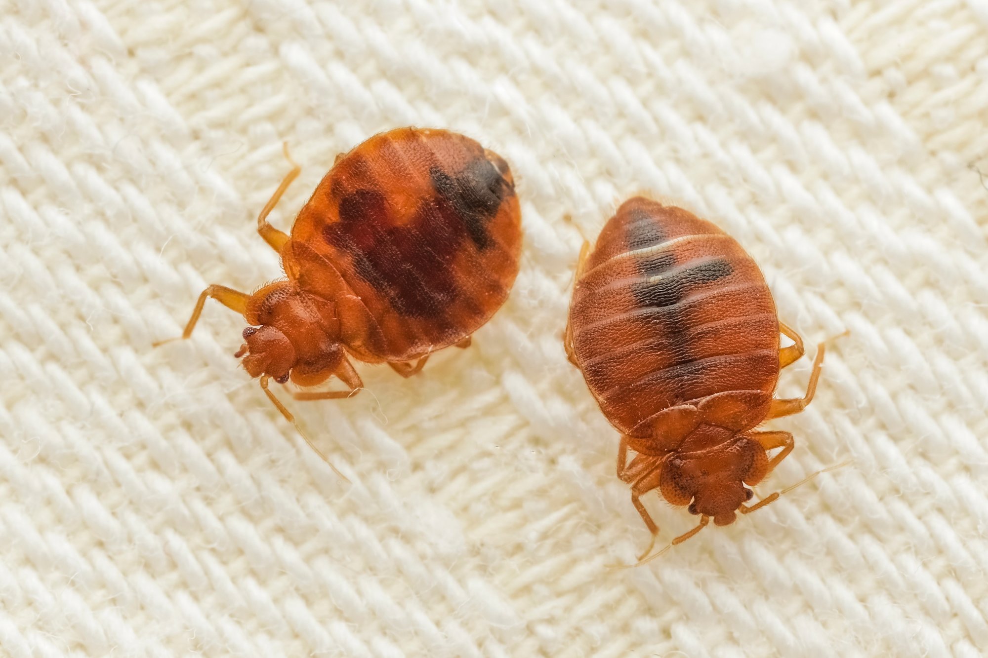 Pest Control - Bed Bugs