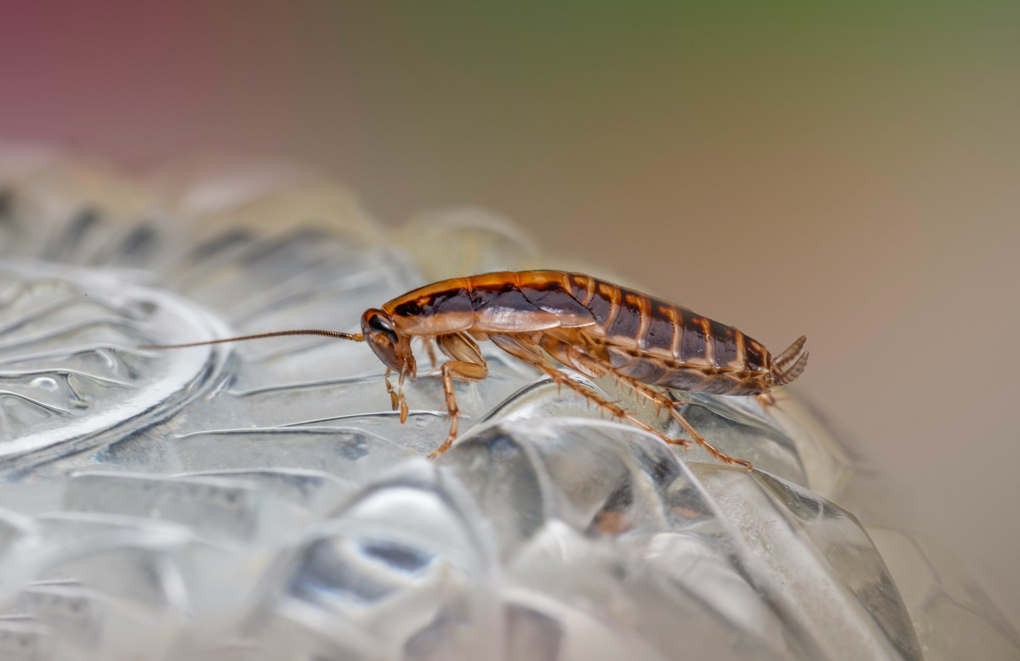 Pest Control - Cockroaches