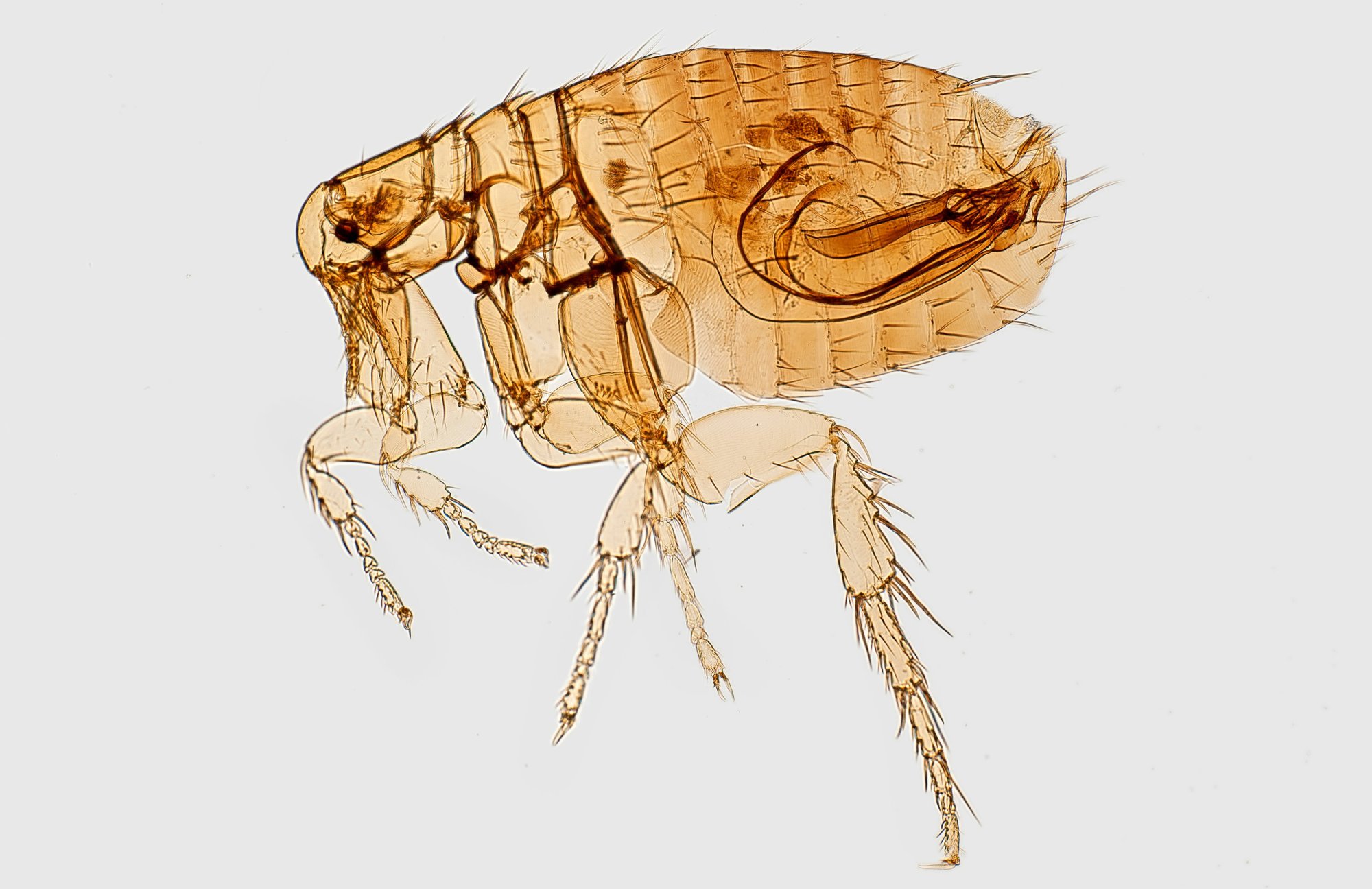 Pest Control - Fleas
