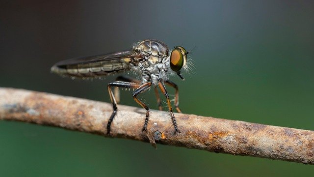 Pest Control - Flies