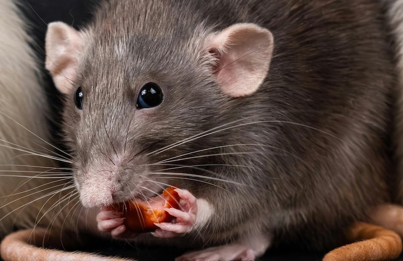 Pest Control - Rodents