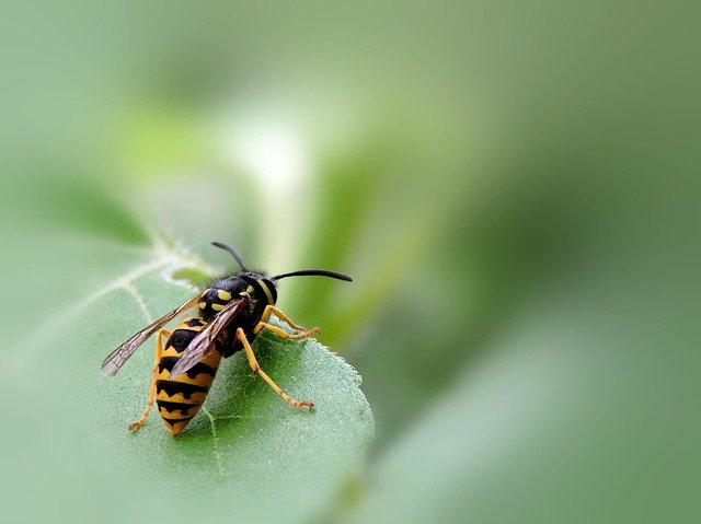 Pest Control - Wasps and Wasp Nests
