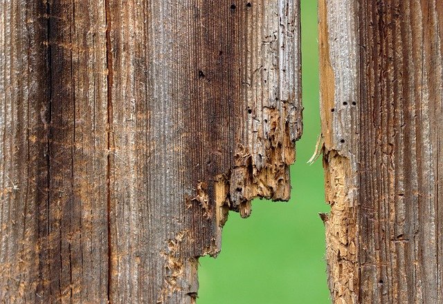 Pest Control - Woodworm