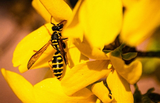 Pest Exterminator Pocklington - Wasps